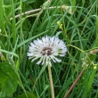 umava