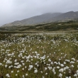 NP Rondane