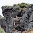 papuchalci na Vestmannaeyjar