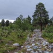 NP Stabbursdalen