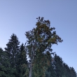 kapli�ka v Ostru�n�