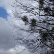 Beskydy
