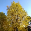 Ginko v Teplick�m parku