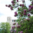 Orl�k