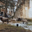 Bl sobota v esk Kanad