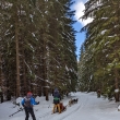 mushing v Jesen�k�ch