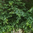 Novohradsk� hory - kapli�ka u Hojn� Vody