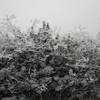 V�rovka
