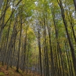 B�l� Karpaty