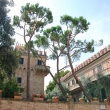 Cattolica