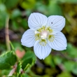 vdsk Abisko
