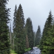�umava