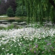 St.James park