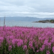 Altafjorden