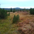 umava