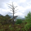 Glen Affric