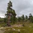 NP Stabbursdalen