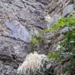 �esk� �v�carsko - kvetouc� Dolsk� ml�n