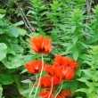 Invereve Garden