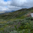 NP Sulitjelma