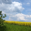 Kivokltsko