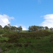 Glen Affric