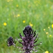 �umava