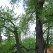 L�pa na Orl�ku