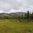NP Stabbursdalen